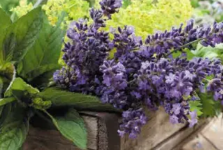 Aroma Garden